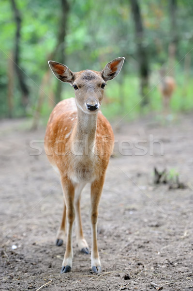 Fallow deer Stock photo © byrdyak