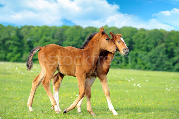 Baby konia lata niebieski skok prędkości Zdjęcia stock © byrdyak