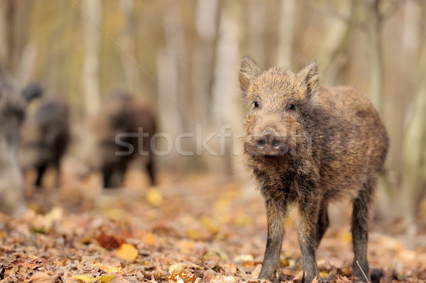 Foto stock: Verraco · otono · forestales · ojo · hoja