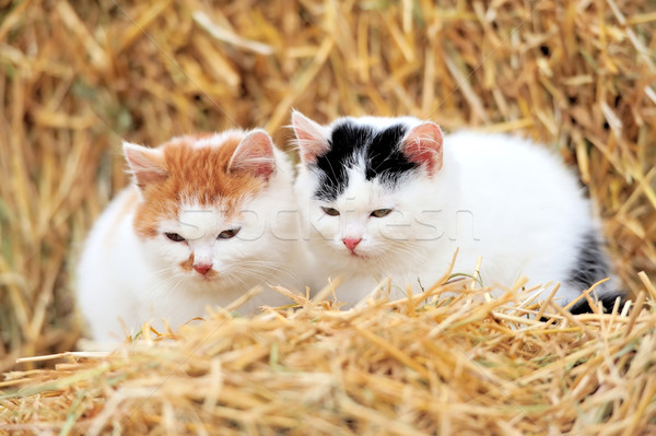 кошки соломы мало киска лице любви Сток-фото © byrdyak