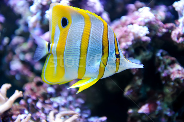Tropikalna ryba ryb charakter czarny podwodne tropikalnych Zdjęcia stock © byrdyak