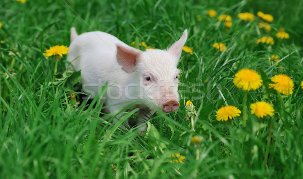 小豬 農場 春天 綠草 性質 背景 商業照片 © byrdyak