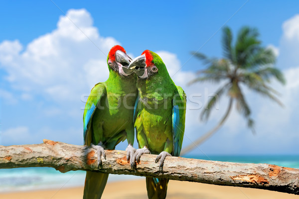 Stock photo: Parrot (Severe Macaw) on branch on tropical background 