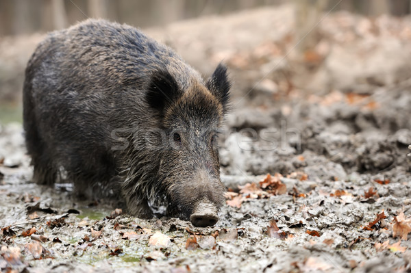 Wild boar Stock photo © byrdyak