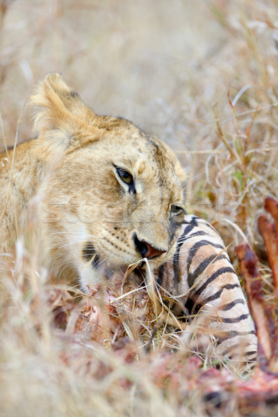 Сток-фото: лев · тесные · парка · Кения · Африка · кошки