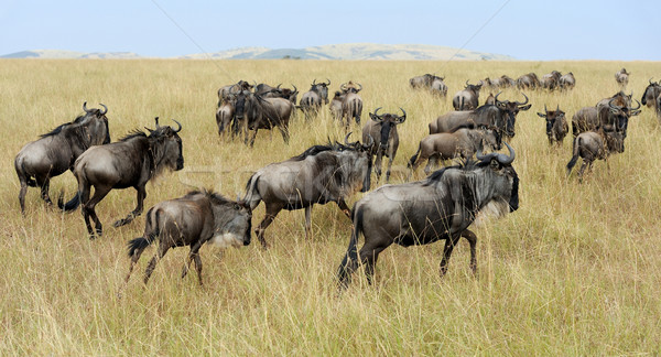 Wildebeest Stock photo © byrdyak