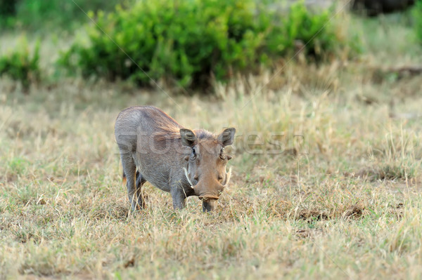 Warthog Stock photo © byrdyak