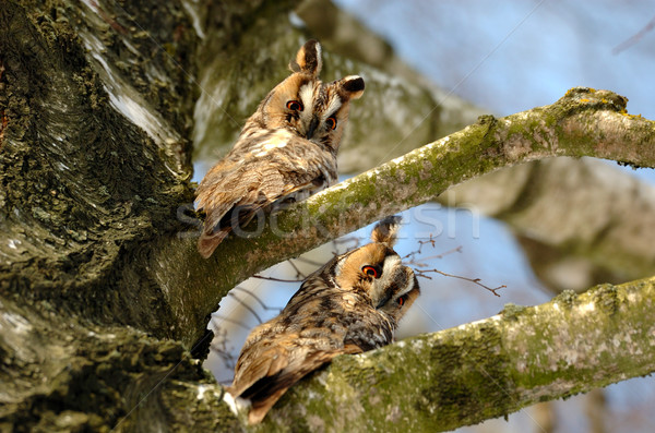 Close-up owl Stock photo © byrdyak
