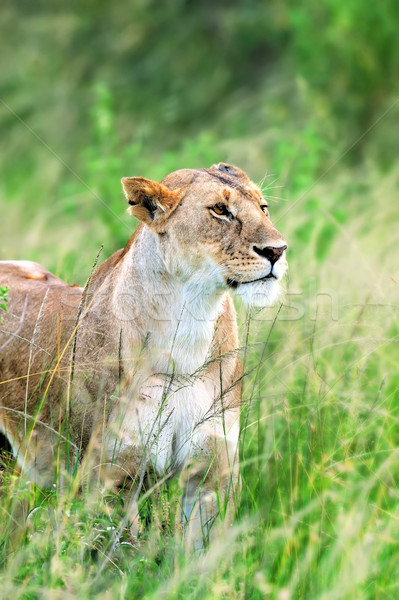 Stok fotoğraf: Aslan · güzel · çim · bebek · portre · hayvan