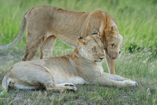 Lion Stock photo © byrdyak