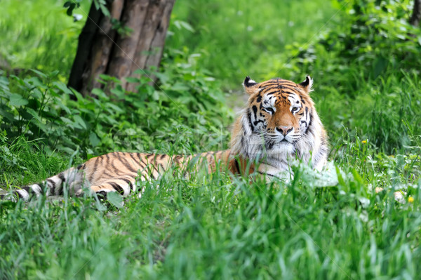 Amur Tigers Stock photo © byrdyak