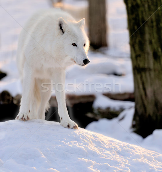 Loup belle sauvage blanche hiver visage Photo stock © byrdyak