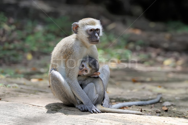 Two vervet monkey on a stone Stock photo © byrdyak