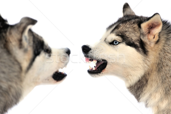 Mérges kutya husky tél portré szem Stock fotó © byrdyak