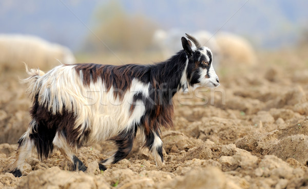 Goat Stock photo © byrdyak