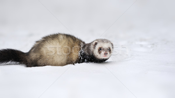 Wild ferret in snow Stock photo © byrdyak