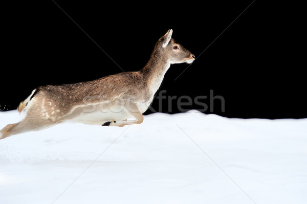 Fallow deer Stock photo © byrdyak