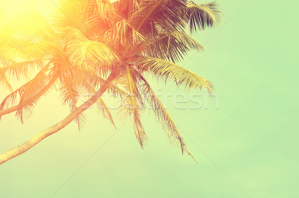 Palm tree Stock photo © byrdyak