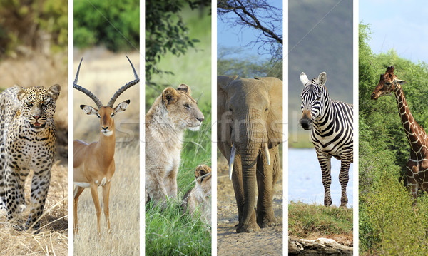 African animals Stock photo © byrdyak