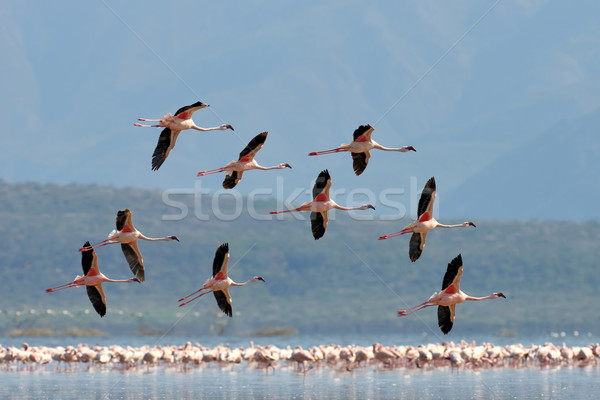 Flamingos Stock photo © byrdyak