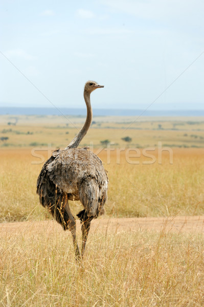 Afrika devekuşu kadın rezerv park Kenya Stok fotoğraf © byrdyak