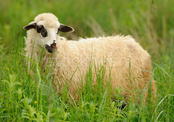 White sheep in grass Stock photo © byrdyak