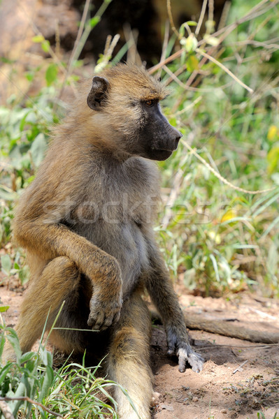 Olajbogyó pávián park Kenya fiatal anya Stock fotó © byrdyak