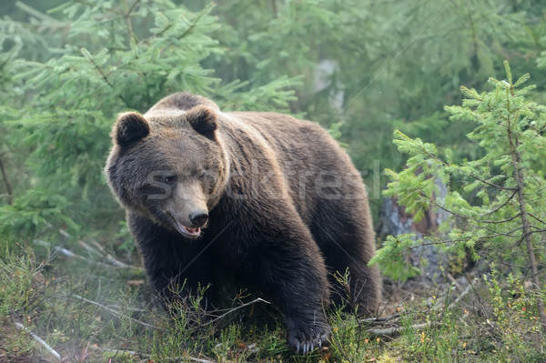 Orso bruno giovani selvatico foresta albero natura Foto d'archivio © byrdyak