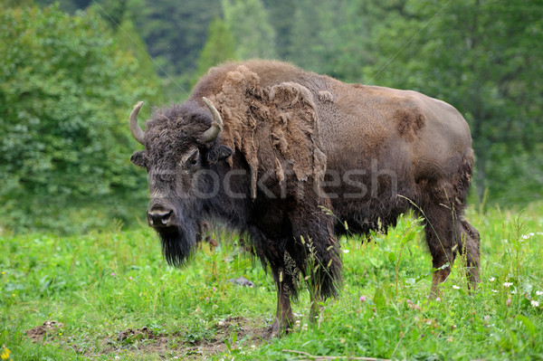 Bison groß männlich Wald Landschaft Park Stock foto © byrdyak