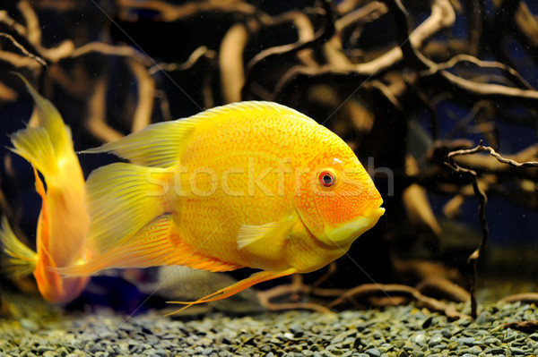 Underwater scene Stock photo © byrdyak
