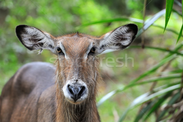 Waterbuck Stock photo © byrdyak