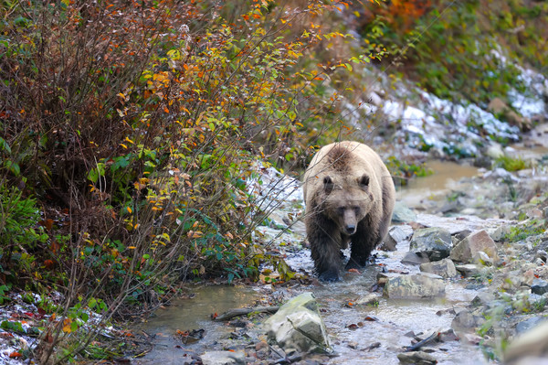 Orso bruno foresta grande sfondo fiume orso Foto d'archivio © byrdyak