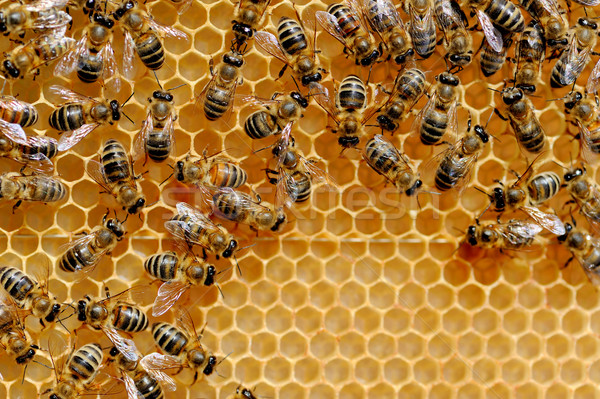 Abejas miel vista de trabajo alimentos Foto stock © byrdyak