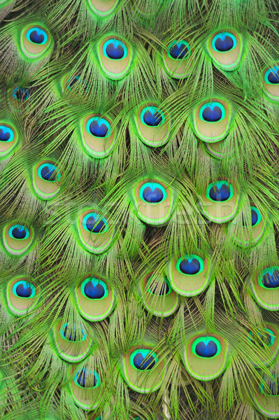 Paon résumé fond oiseau bleu [[stock_photo]] © byrdyak