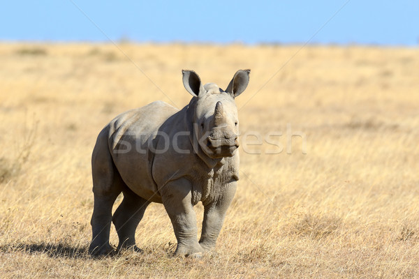 Rhino африканских белый парка Кения ребенка Сток-фото © byrdyak