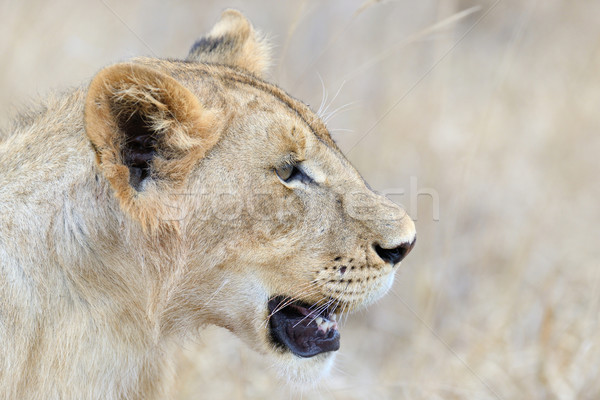Close lion in National park of Kenya Stock photo © byrdyak