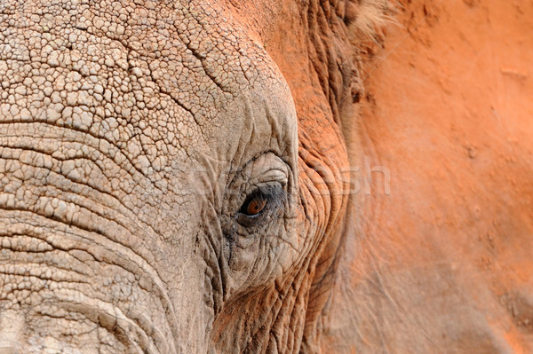 Słoń parku Kenia Afryki baby trawy Zdjęcia stock © byrdyak