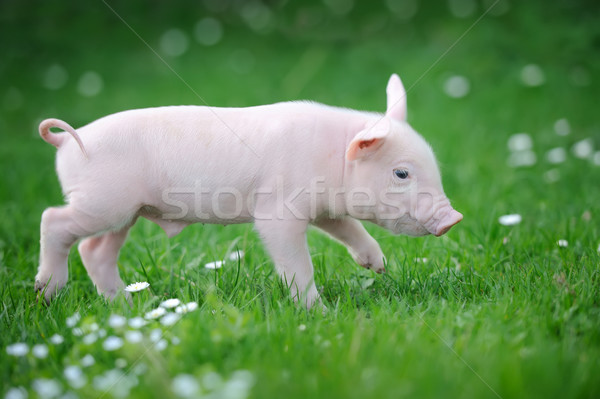 Stok fotoğraf: Genç · domuz · yeşil · ot · bahar · doğa · yaz