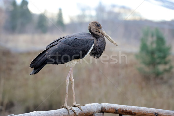 Stock photo: Black Stork