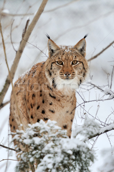 Lynx in winter Stock photo © byrdyak
