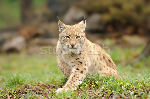 Young lynx Stock photo © byrdyak