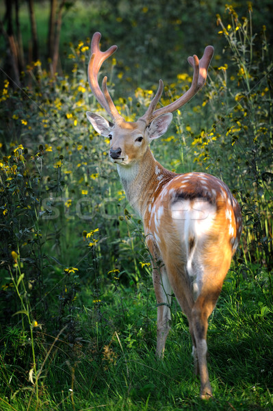 Whitetail Deer Stock photo © byrdyak