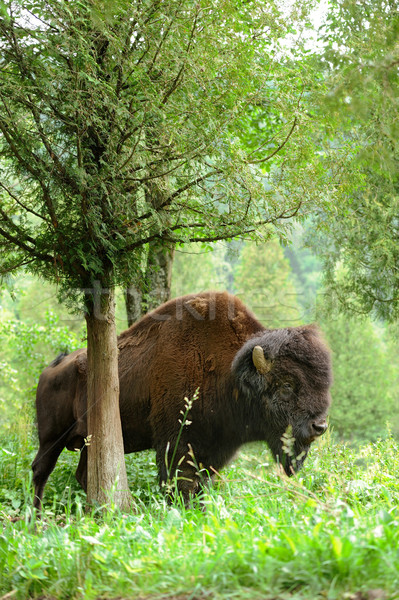 Bison Stock photo © byrdyak