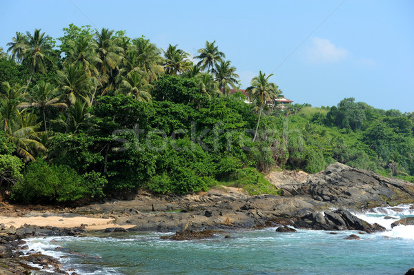 Plage tropicale Palm exotique île plage arbre [[stock_photo]] © byrdyak