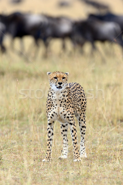 Wild african cheetah Stock photo © byrdyak