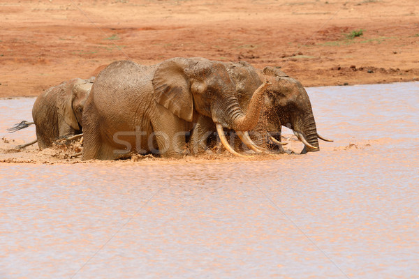 Stock fotó: Elefánt · park · Kenya · Afrika · baba · fű