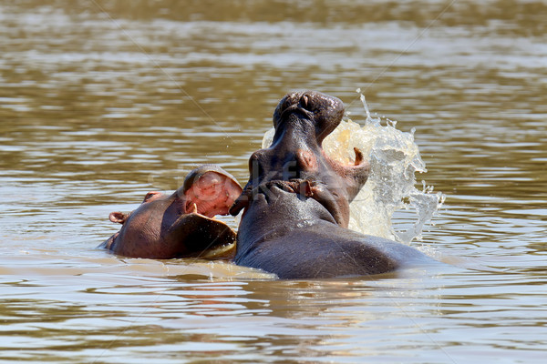 Hippo family. Kenya, Africa Stock photo © byrdyak