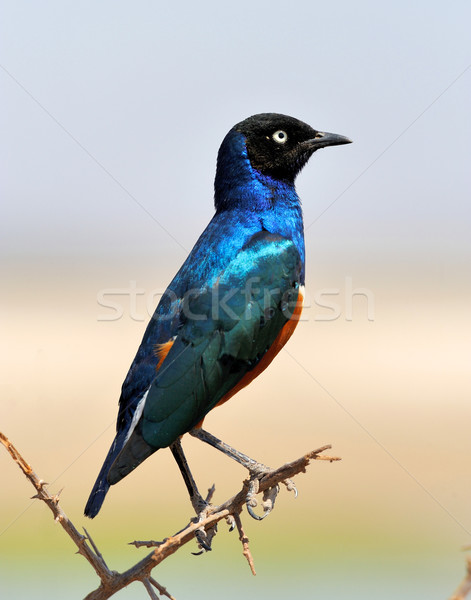 Colourful bird Superb  Stock photo © byrdyak