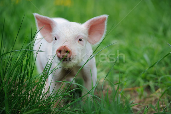 Prosiaczek gospodarstwa wiosną zielona trawa charakter tle Zdjęcia stock © byrdyak
