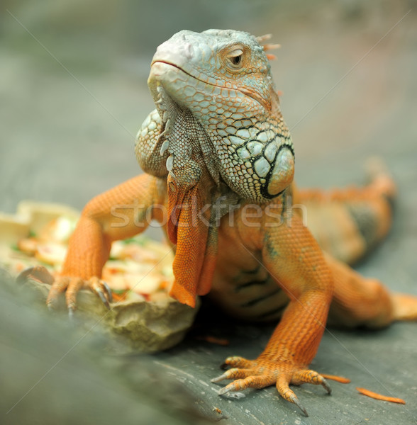 Zdjęcia stock: Iguana · portret · makro · shot · głowie · lasu